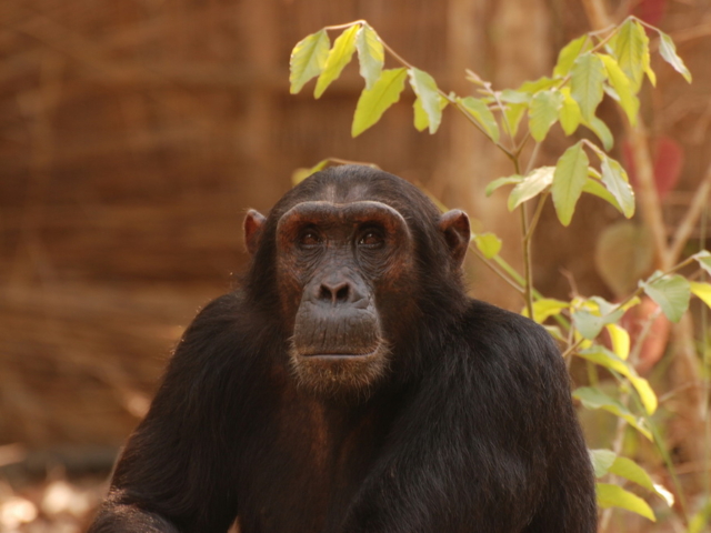 Gombe-Lodge-mm.gombe.chimps6