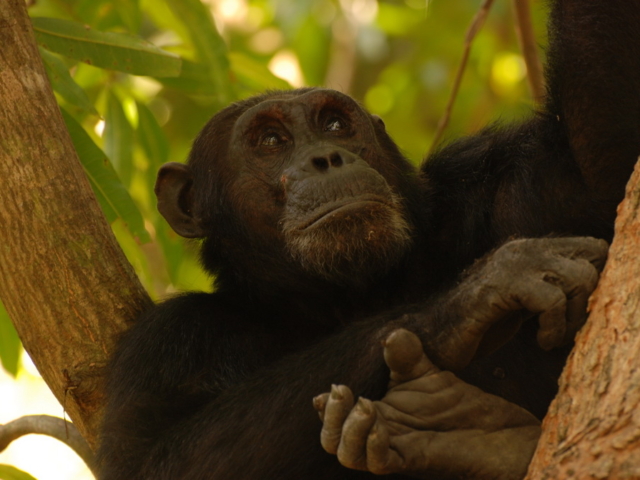 Gombe-Lodge-mm.gombe.chimps7