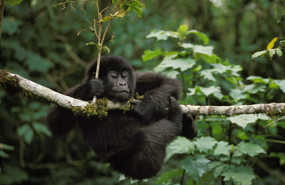 Ellen DeGeneres Campus for Gorilla Conservation