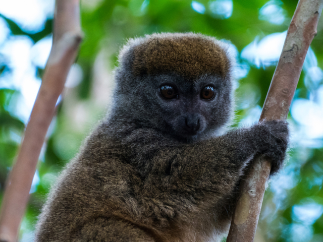 Greater Bamboo Lemur Greater Bamboo Lemur