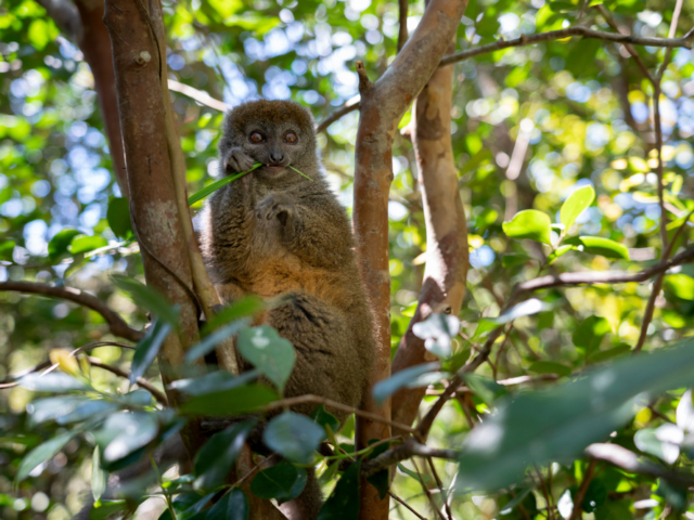 Grey Bamboo Lemur Grey Bamboo Lemur