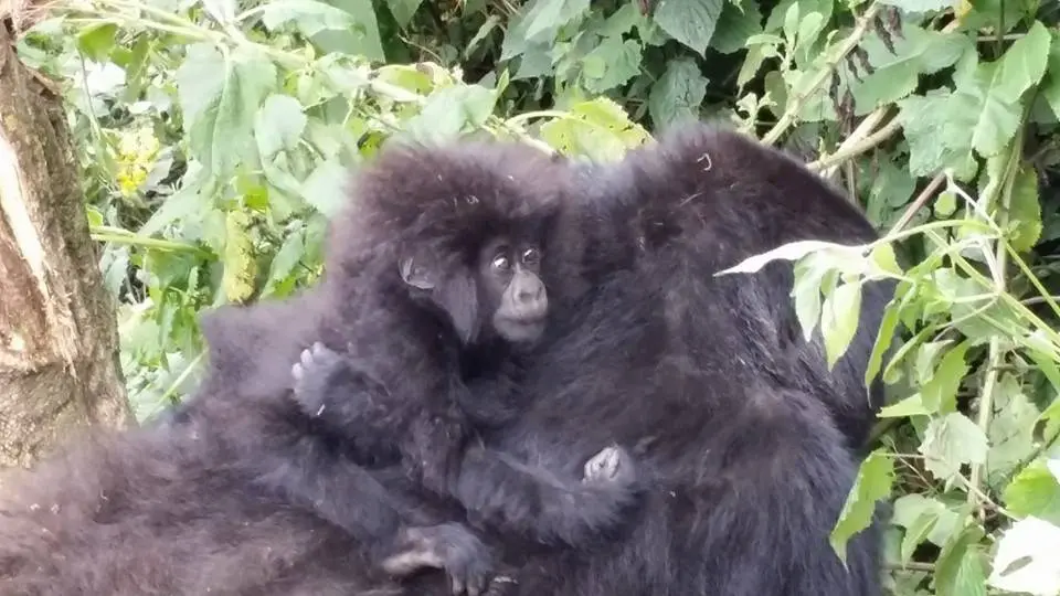 Recent Travels:  Tanzania and Rwanda