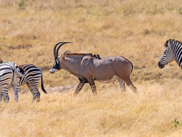 Hwange National Park, Zimbabwe Hwange National Park, Zimbabwe