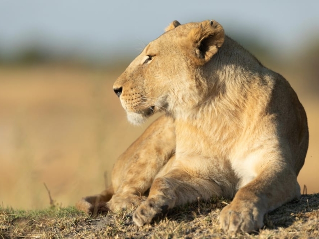 Hwange National Park, Zimbabwe Hwange National Park, Zimbabwe