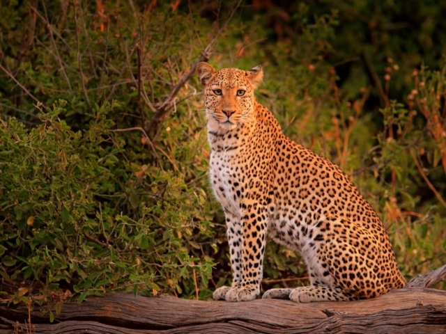 Hwange National Park, Zimbabwe Hwange National Park, Zimbabwe