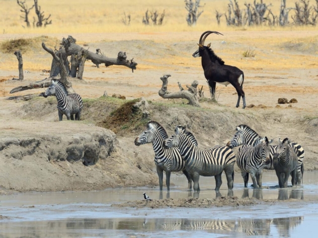 Hwange National Park, Zimbabwe Hwange National Park, Zimbabwe