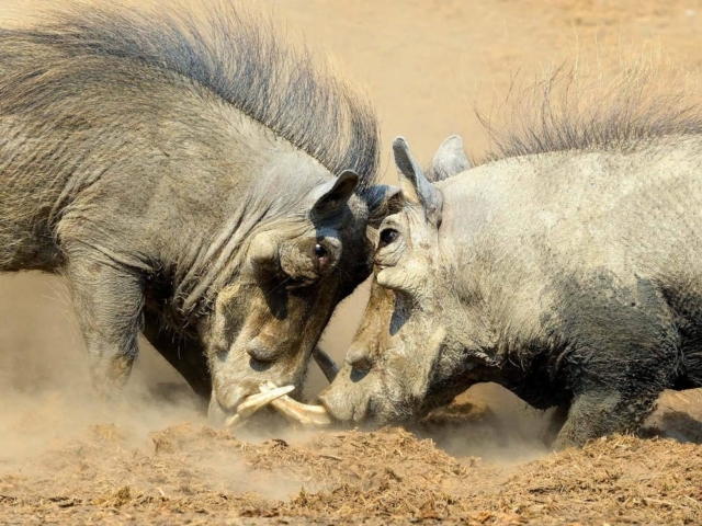 Hwange National Park, Zimbabwe Hwange National Park, Zimbabwe