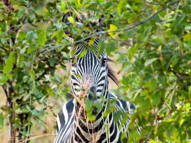 Hwange National Park, Zimbabwe Hwange National Park, Zimbabwe