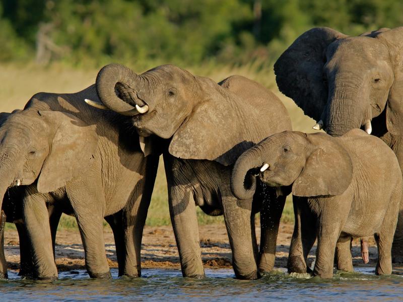 Hwange National Park, Zimbabwe