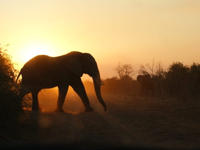 Kruger to Victoria Falls