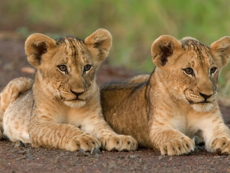 Kruger National Park, South Africa