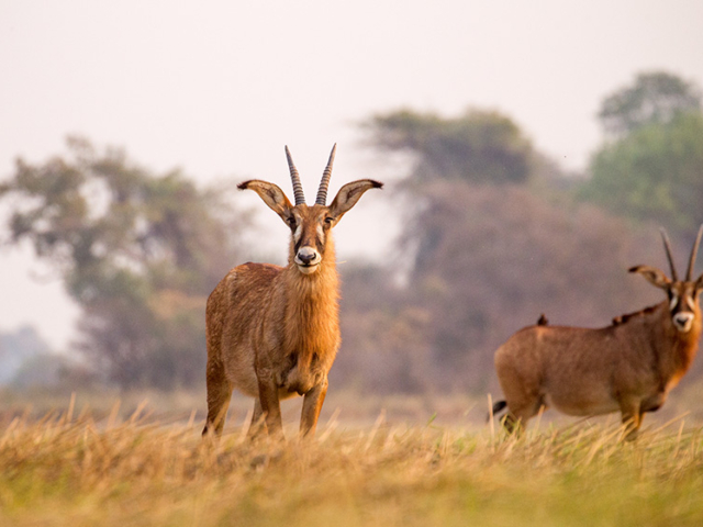 Kafue National Park, Zambia Kafue National Park, Zambia