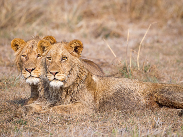 Kafue National Park, Zambia Kafue National Park, Zambia