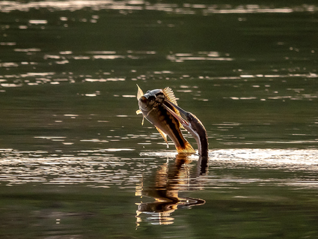 Kafue National Park, Zambia Kafue National Park, Zambia