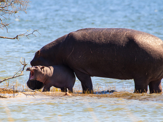 Kafue National Park, Zambia Kafue National Park, Zambia