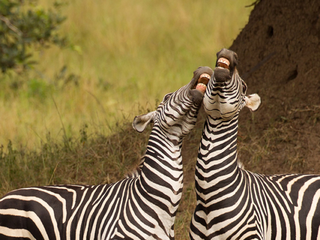 Kafue National Park, Zambia Kafue National Park, Zambia