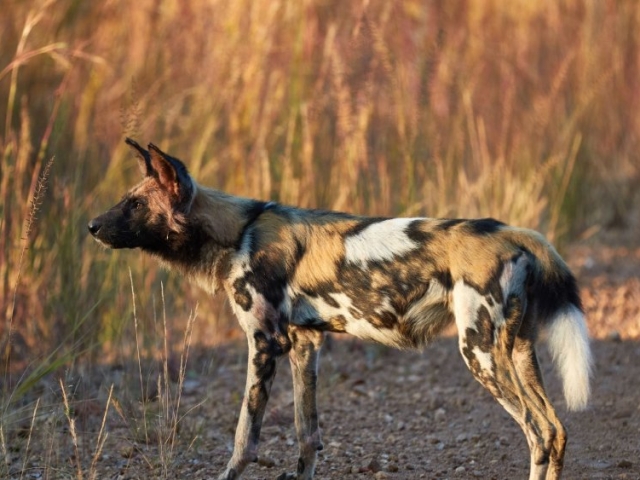 Kafue National Park, Zambia Kafue National Park, Zambia