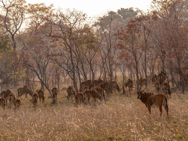 Kafue National Park, Zambia Kafue National Park, Zambia