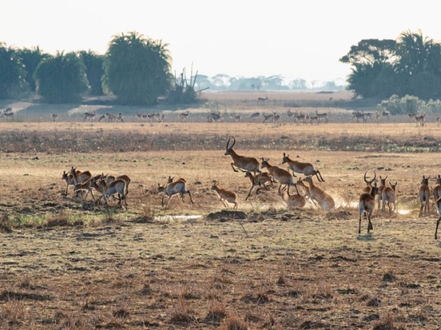 Kafue National Park, Zambia Kafue National Park, Zambia
