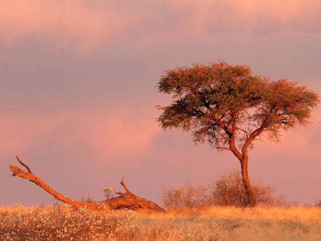 Kalahari Desert Kalahari Desert