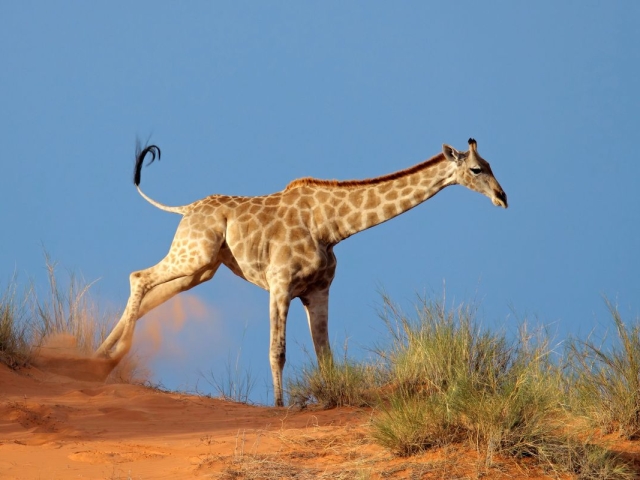 Giraffe, Kalahari Desert Giraffe, Kalahari Desert
