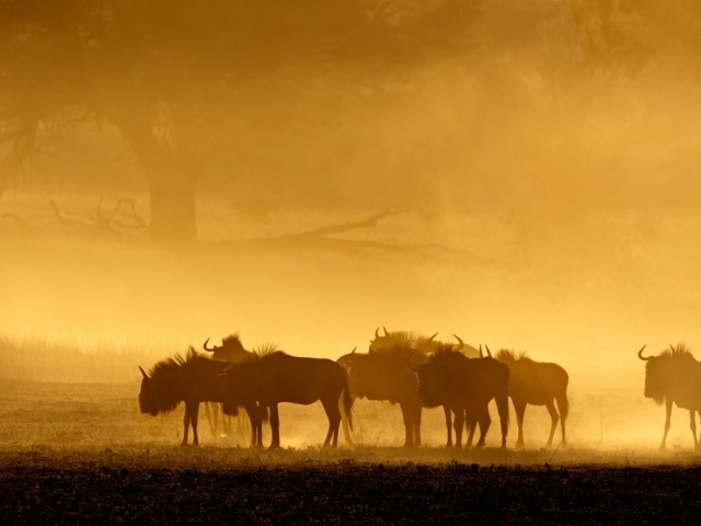 Wildebeest, Kalahari Desert Wildebeest, Kalahari Desert