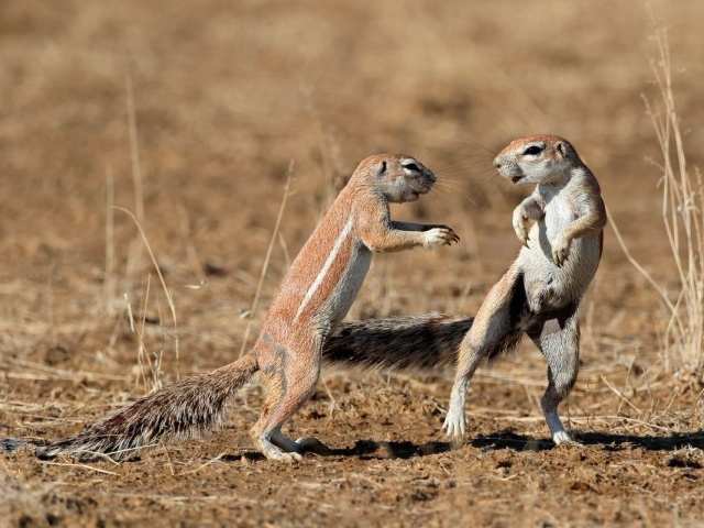 Ground Squirrels, Kalahari Desert Ground Squirrels, Kalahari Desert