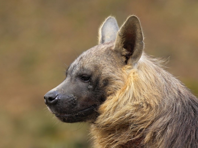 Portrait of Brown Hyena, Parahyaena brunnea Portrait of Brown Hyena, Parahyaena brunnea