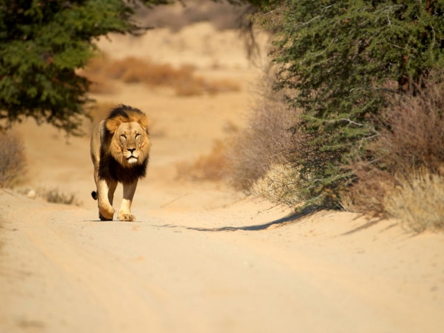 Lion in the Kalahari desert Lion in the Kalahari desert