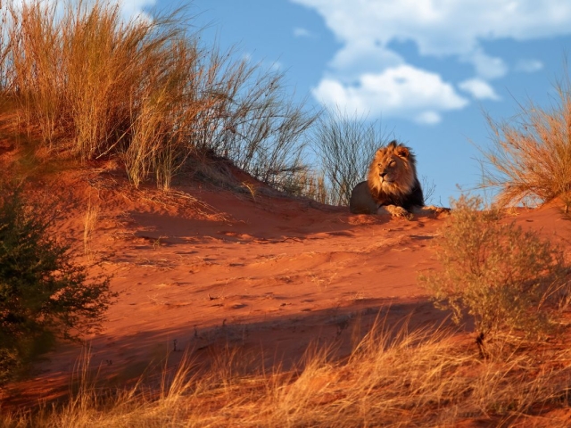Lion in the Kalahari desert Lion in the Kalahari desert