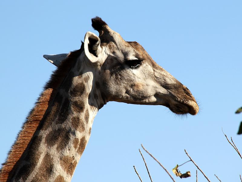 Khwai Community Area, Botswana