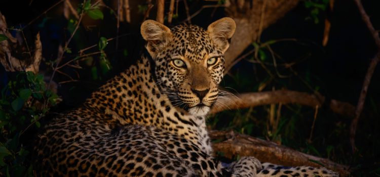 WHERE TO GO ON AN AFRICAN SAFARI IN JUNE?