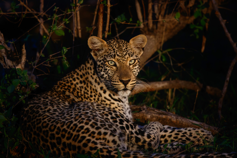Leopard at Sabi Sands