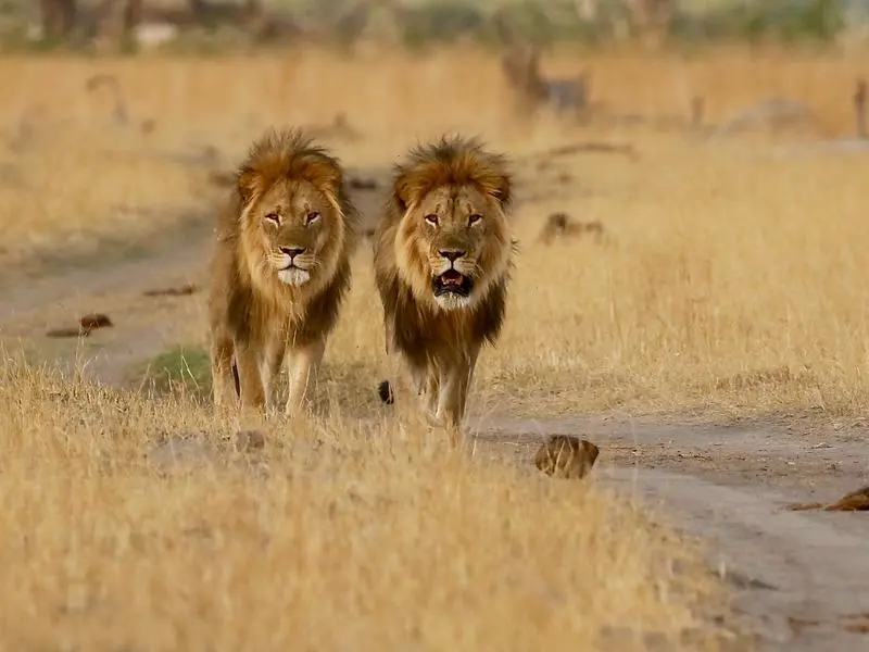 How to Choose the Right African Safari for You