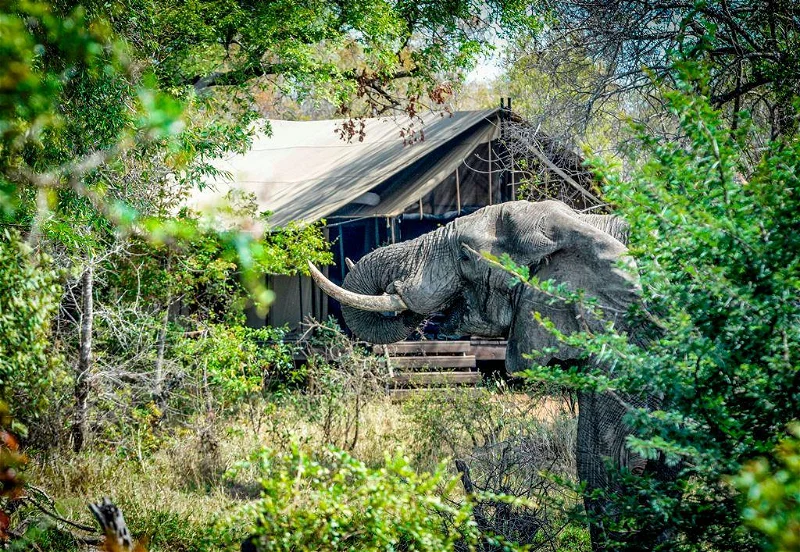 7-day Greater Kruger Safari Shindzela and Mantobeni