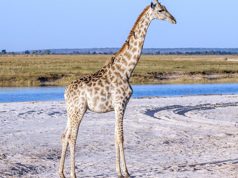 Maun, Botswana
