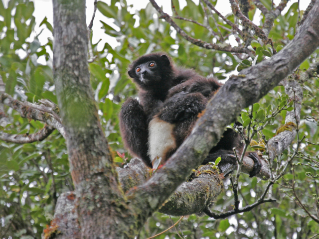 Milne Edwards' Sifaka Milne Edwards' Sifaka