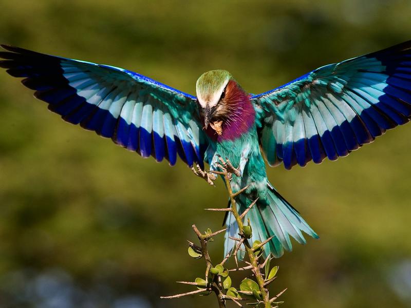 Moremi Game Reserve, Botswana