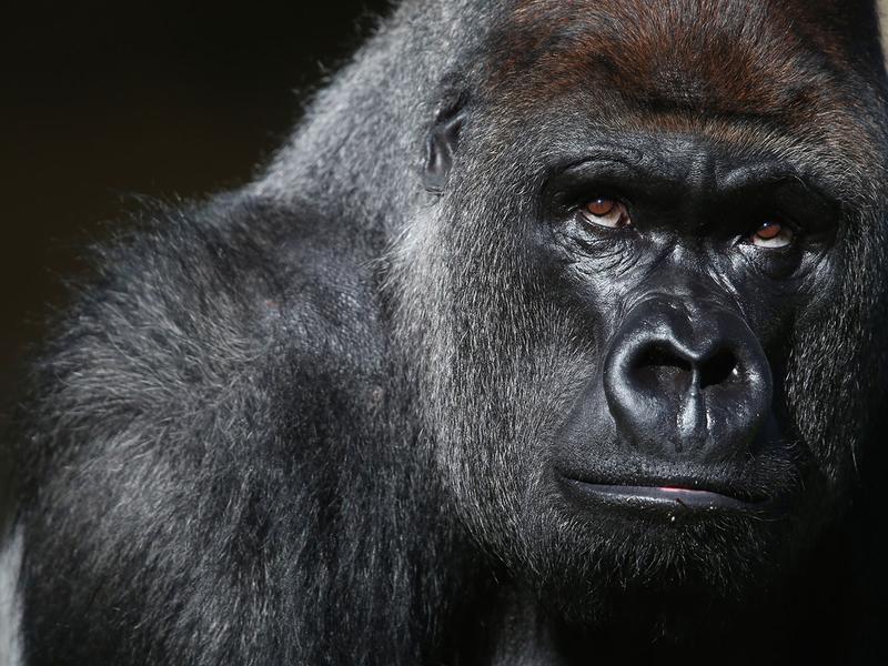 4-day Bwindi Gorilla Trek Fly-in Safari