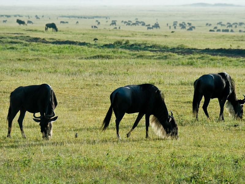 Ngorongoro Crater, Tanzania