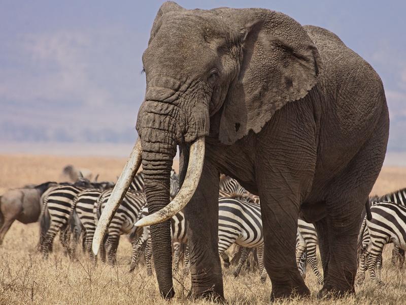 Ngorongoro Crater, Large Bull Elephant