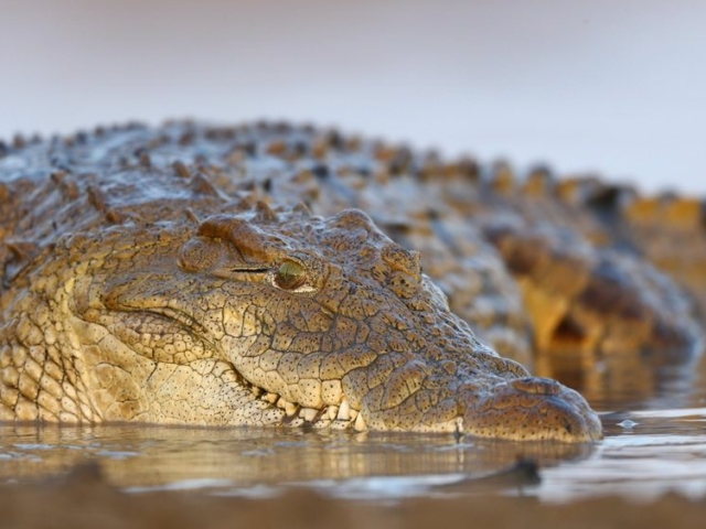 Nile Crocodile Nile Crocodile