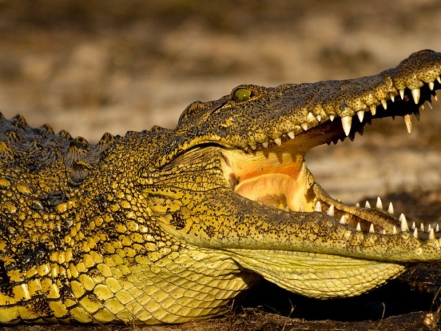 Nile Crocodile Nile Crocodile