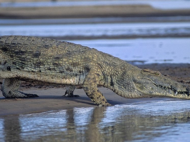 Nile Crocodile Nile Crocodile