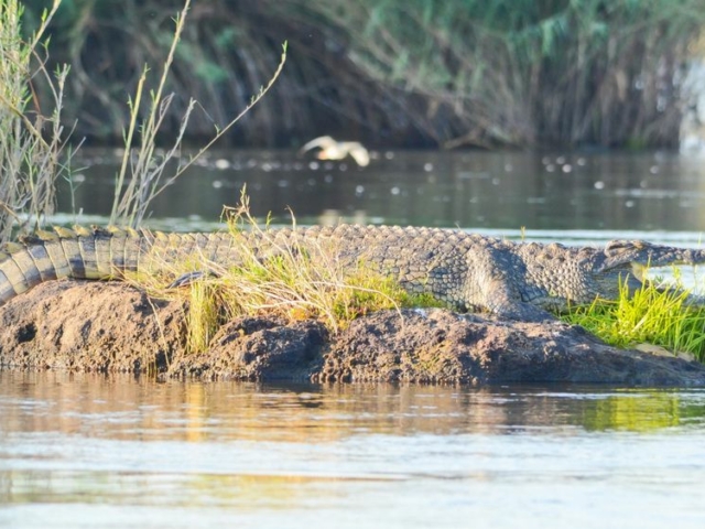 Nile Crocodile Nile Crocodile