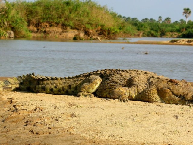 Nile Crocodile Nile Crocodile