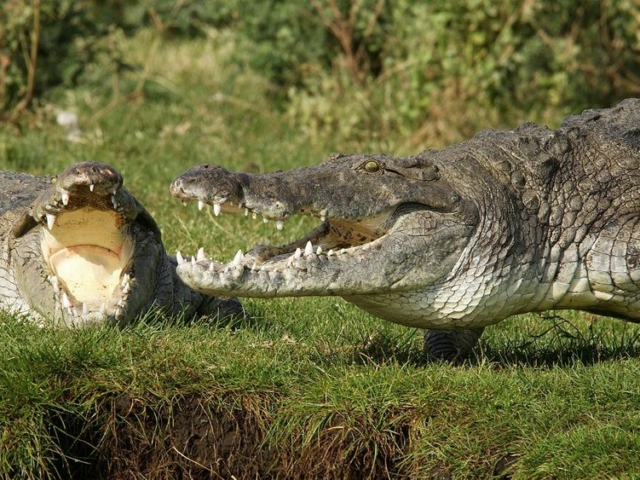 Nile Crocodile Nile Crocodile