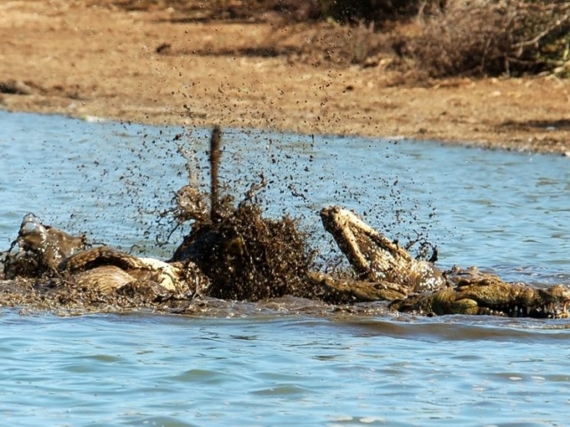 Nile Crocodile Nile Crocodile