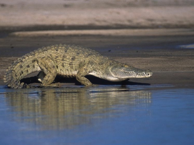 Nile Crocodile Nile Crocodile