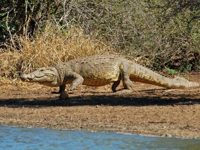Nile Crocodile Nile Crocodile